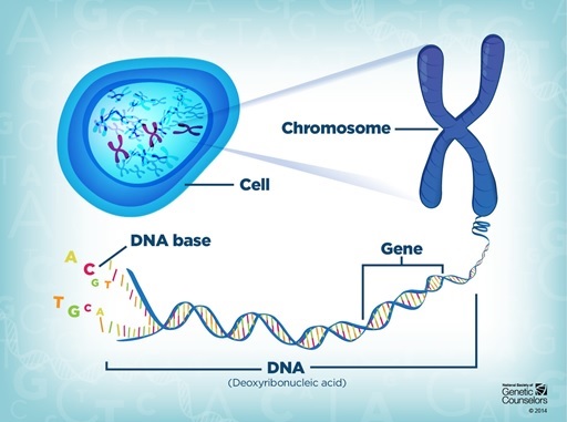 A graphic showing the relationship between a cell, DNA, chromosomes and genes. Property of the National Society of Genetic Counsellors